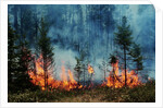 Forest Fire Blazing by Anonymous