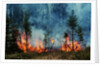 Forest Fire Blazing by Anonymous