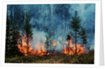Forest Fire Blazing by Anonymous