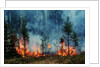 Forest Fire Blazing by Anonymous