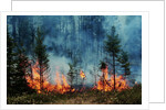 Forest Fire Blazing by Anonymous