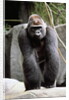 Gorilla Prancing on Rock Display by Anonymous