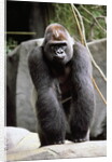 Gorilla Prancing on Rock Display by Anonymous