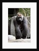 Gorilla Prancing on Rock Display by Anonymous