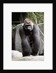 Gorilla Prancing on Rock Display by Anonymous