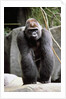 Gorilla Prancing on Rock Display by Anonymous