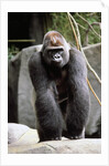 Gorilla Prancing on Rock Display by Anonymous