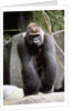 Gorilla Prancing on Rock Display by Anonymous