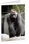 Gorilla Prancing on Rock Display by Anonymous
