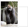 Gorilla Prancing on Rock Display by Anonymous