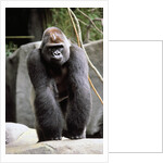 Gorilla Prancing on Rock Display by Anonymous