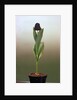 Black Tulip by Anonymous