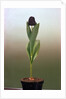 Black Tulip by Anonymous