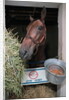 Thoroughbred Horse Eating Hay by Anonymous