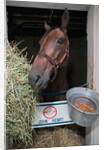 Thoroughbred Horse Eating Hay by Anonymous