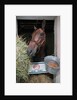 Thoroughbred Horse Eating Hay by Anonymous