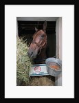 Thoroughbred Horse Eating Hay by Anonymous