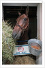 Thoroughbred Horse Eating Hay by Anonymous