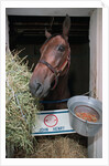 Thoroughbred Horse Eating Hay by Anonymous