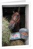 Thoroughbred Horse Eating Hay by Anonymous