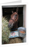 Thoroughbred Horse Eating Hay by Anonymous