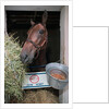 Thoroughbred Horse Eating Hay by Anonymous