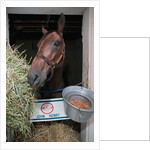 Thoroughbred Horse Eating Hay by Anonymous