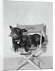 Bette Davis's Dog Tibby by Anonymous