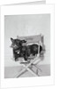 Bette Davis's Dog Tibby by Anonymous