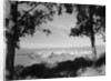 Distant View of San Francisco Through Tree Line by Anonymous