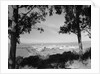 Distant View of San Francisco Through Tree Line by Anonymous