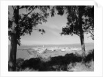 Distant View of San Francisco Through Tree Line by Anonymous
