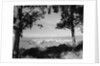 Distant View of San Francisco Through Tree Line by Anonymous
