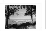 Distant View of San Francisco Through Tree Line by Anonymous