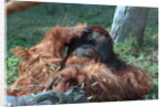 Orangutan in Unusual Pose by Corbis