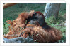 Orangutan in Unusual Pose by Corbis