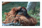 Orangutan in Unusual Pose by Corbis