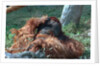 Orangutan in Unusual Pose by Anonymous