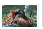 Orangutan in Unusual Pose by Anonymous