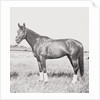 Race Horse Citation Pausing in Field by Anonymous