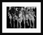 Puppies Hanging from a Clothesline by Anonymous