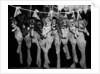 Puppies Hanging from a Clothesline by Anonymous