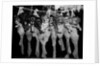 Puppies Hanging from a Clothesline by Anonymous