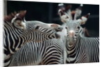Zebras as Friends by Anonymous