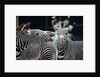 Zebras as Friends by Anonymous