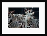 Zebras as Friends by Anonymous