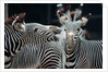 Zebras as Friends by Anonymous