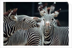 Zebras as Friends by Anonymous