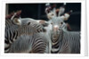 Zebras as Friends by Anonymous