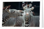 Zebras as Friends by Anonymous